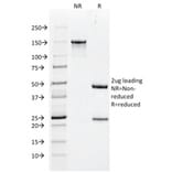SDS-PAGE - Anti-Histone H1 Antibody [rAE-4] (A248807) - Antibodies.com