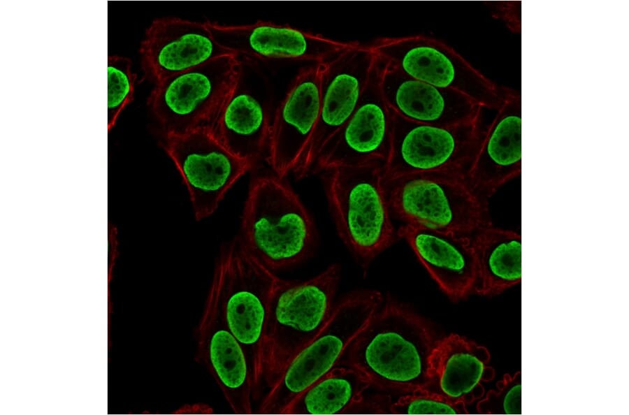 Immunofluorescence - Anti-Histone H1 Antibody [rAE-4] (A248807) - Antibodies.com
