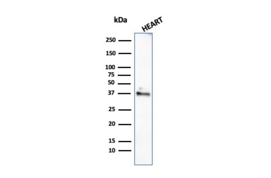 Western Blot - Anti-Histone H1 Antibody [rAE-4] (A248807) - Antibodies.com