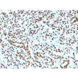 Immunohistochemistry - Anti-Histone H1 Antibody [HH1/1784R] (A248808) - Antibodies.com