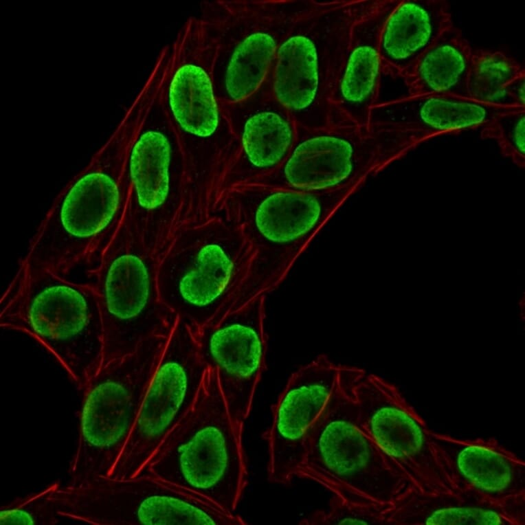 Immunofluorescence - Anti-Histone H1 Antibody [HH1/1784R] (A248808) - Antibodies.com