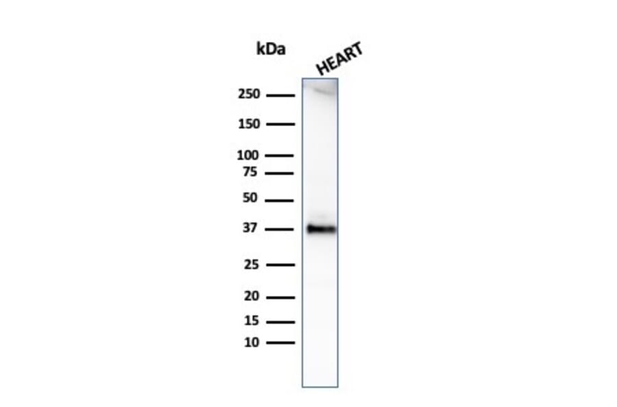 Western Blot - Anti-Histone H1 Antibody [HH1/1784R] (A248808) - Antibodies.com
