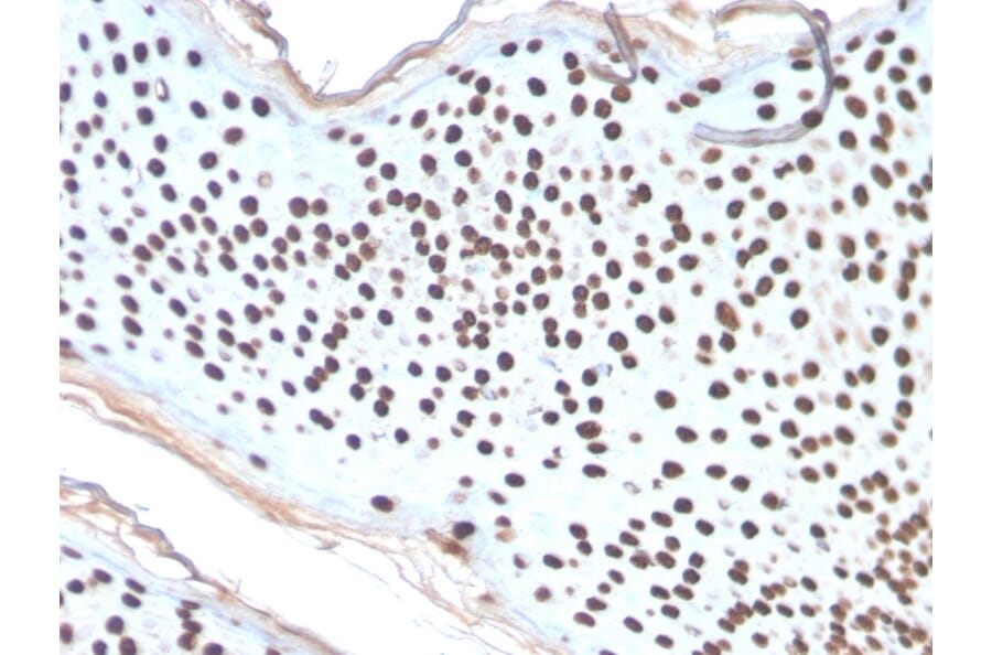 Immunohistochemistry - Anti-Histone H1 Antibody [AE-4] (A248809) - Antibodies.com