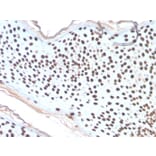 Immunohistochemistry - Anti-Histone H1 Antibody [AE-4] (A248809) - Antibodies.com