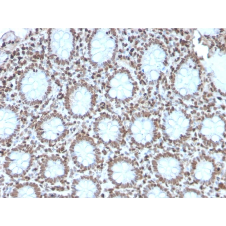 Immunohistochemistry - Anti-Histone H1 Antibody [AE-4] (A248809) - Antibodies.com