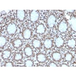 Immunohistochemistry - Anti-Histone H1 Antibody [AE-4] (A248809) - Antibodies.com