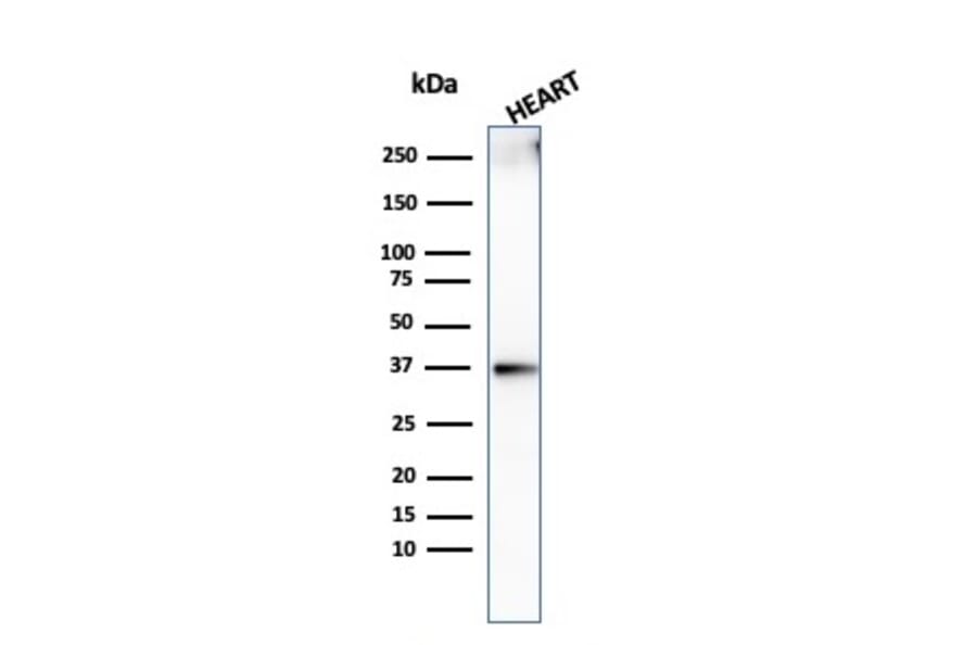 Western Blot - Anti-Histone H1 Antibody [AE-4] (A248809) - Antibodies.com