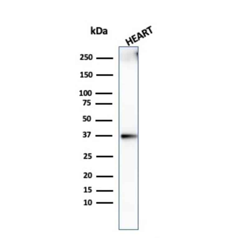 Western Blot - Anti-Histone H1 Antibody [AE-4] (A248809) - Antibodies.com