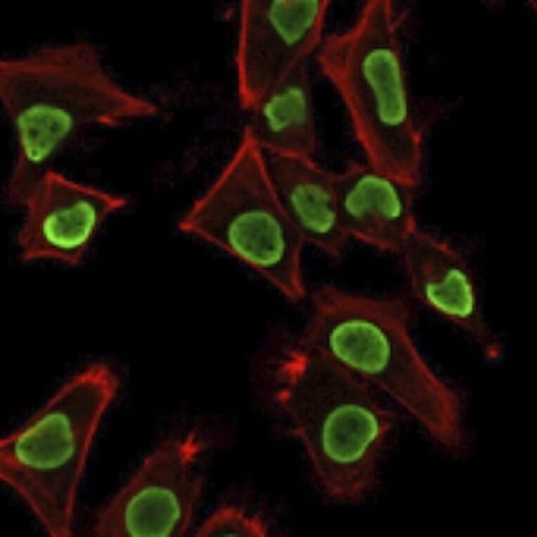 Immunofluorescence - Anti-Histone H1 Antibody [AE-4] (A248808) - Antibodies.com