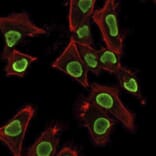 Immunofluorescence - Anti-Histone H1 Antibody [AE-4] (A248808) - Antibodies.com