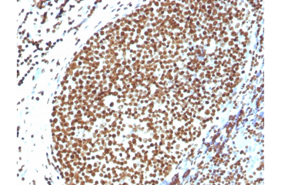 Immunohistochemistry - Anti-Histone H1 Antibody (A248810) - Antibodies.com