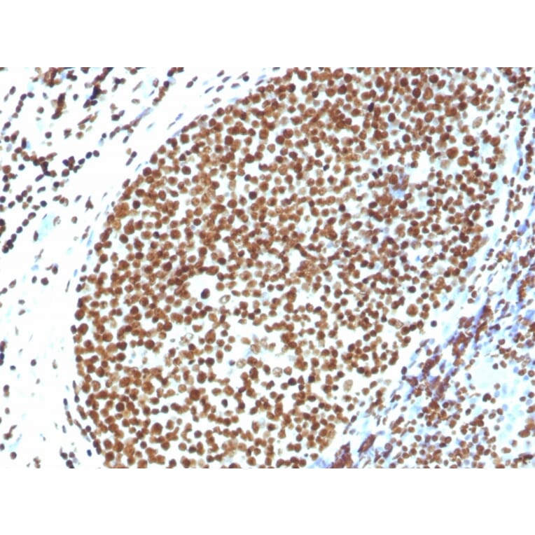 Immunohistochemistry - Anti-Histone H1 Antibody (A248810) - Antibodies.com