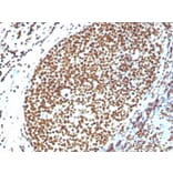 Immunohistochemistry - Anti-Histone H1 Antibody (A248810) - Antibodies.com