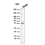 Western Blot - Anti-Histone H1 Antibody (A248810) - Antibodies.com