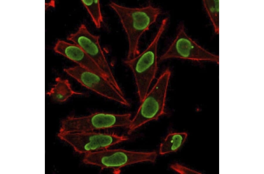 Immunofluorescence - Anti-Histone H1 Antibody (A248810) - Antibodies.com
