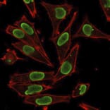 Immunofluorescence - Anti-Histone H1 Antibody (A248810) - Antibodies.com