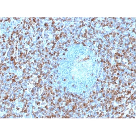 Immunohistochemistry - Anti-Annexin A1 Antibody [ANXA1/1671] (A248812) - Antibodies.com