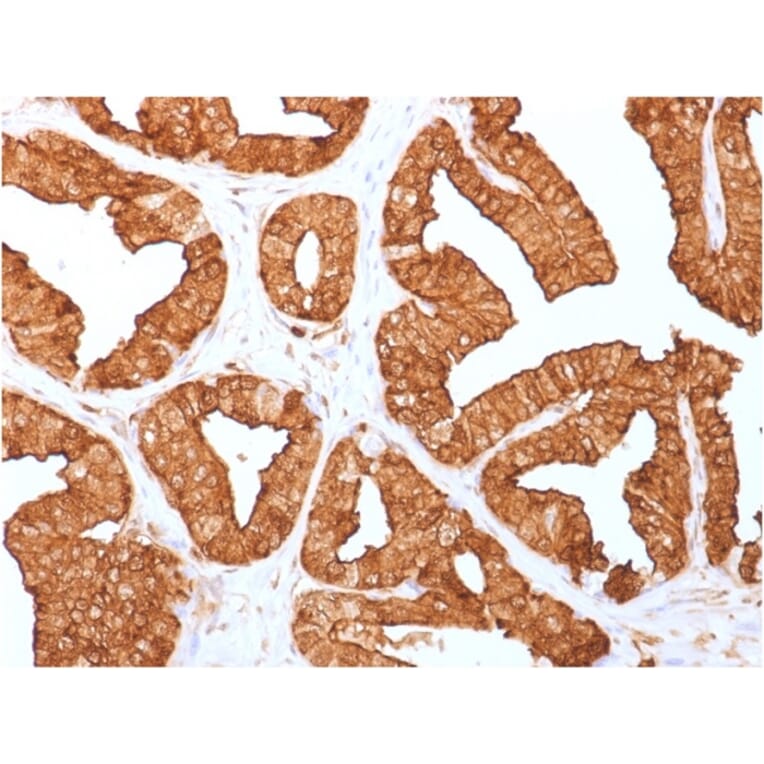 Immunohistochemistry - Anti-Annexin A1 Antibody [ANXA1/1671] (A248812) - Antibodies.com