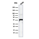 Western Blot - Anti-Annexin A1 Antibody [ANXA1/1671] (A248812) - Antibodies.com