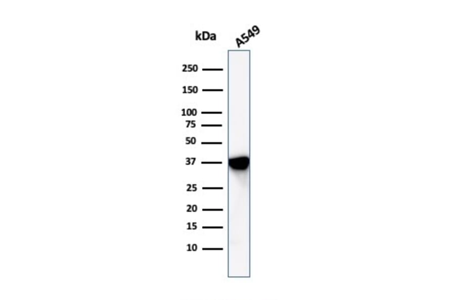 Western Blot - Anti-Annexin A1 Antibody [ANXA1/1672] (A248813) - Antibodies.com