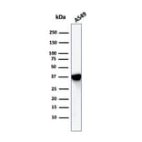 Western Blot - Anti-Annexin A1 Antibody [ANXA1/1672] (A248813) - Antibodies.com