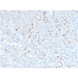 Immunohistochemistry - Anti-Annexin A1 Antibody [6E4/3] (A248815) - Antibodies.com