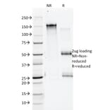 SDS-PAGE - Anti-Annexin A1 Antibody [5E4/1] (A248816) - Antibodies.com