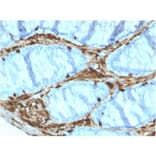 Immunohistochemistry - Anti-Annexin A1 Antibody [ANXA1/3566] (A248817) - Antibodies.com