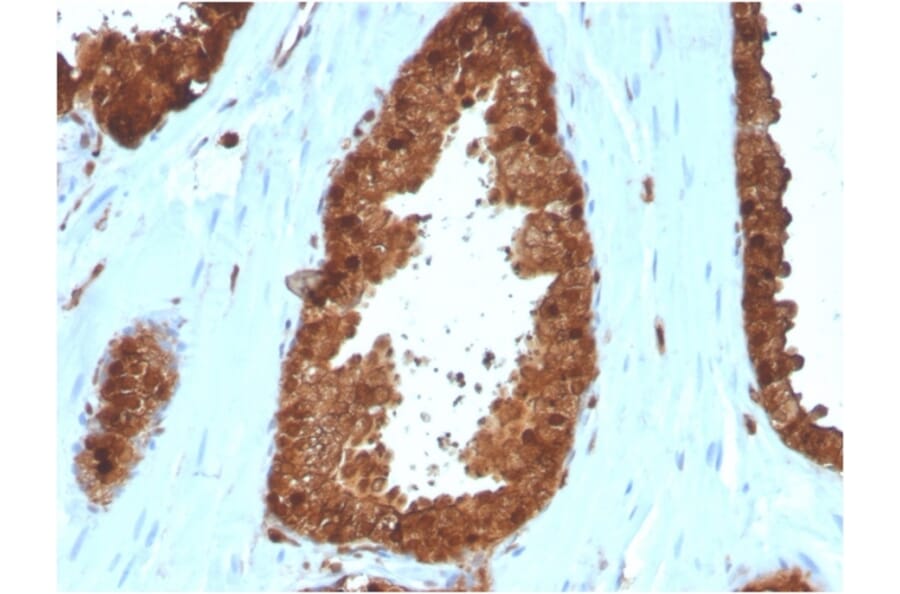 Immunohistochemistry - Anti-Annexin A1 Antibody [ANXA1/3566] (A248817) - Antibodies.com