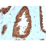 Immunohistochemistry - Anti-Annexin A1 Antibody [ANXA1/3566] (A248817) - Antibodies.com