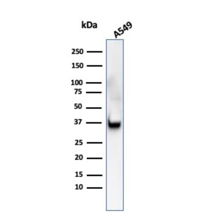 Western Blot - Anti-Annexin A1 Antibody [ANXA1/3566] (A248817) - Antibodies.com