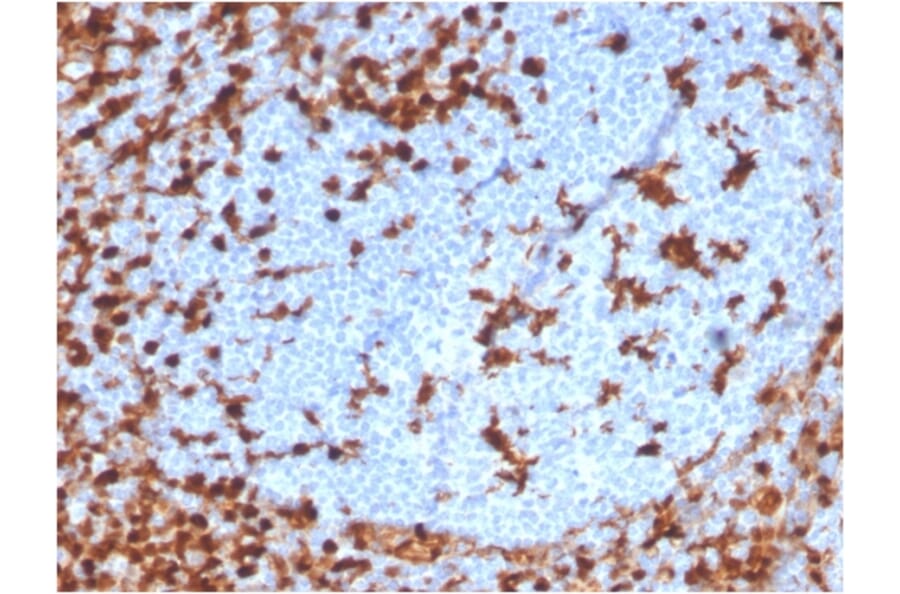 Immunohistochemistry - Anti-Annexin A1 Antibody [ANXA1/3869R] (A248820) - Antibodies.com