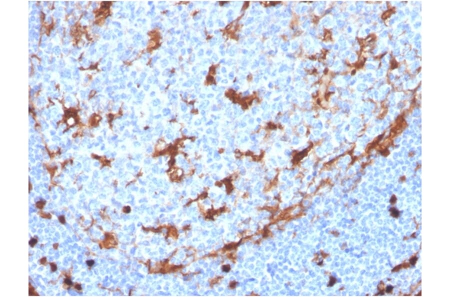 Immunohistochemistry - Anti-Annexin A1 Antibody [ANXA1/3869R] (A248819) - Antibodies.com