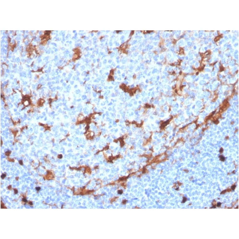 Immunohistochemistry - Anti-Annexin A1 Antibody [ANXA1/3869R] (A248819) - Antibodies.com