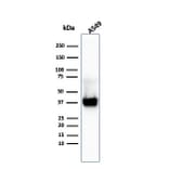 Western Blot - Anti-Annexin A1 Antibody [ANXA1/3869R] (A248820) - Antibodies.com