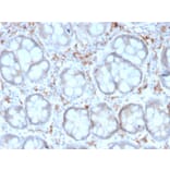 Immunohistochemistry - Anti-DC-SIGN Antibody [rC209/1781] (A248823) - Antibodies.com