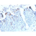 Immunohistochemistry - Anti-DC-SIGN Antibody [C209/2749R] (A248823) - Antibodies.com