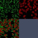 Immunofluorescence - Anti-HIF1 alpha Antibody [HIF1A/84] (A248826) - Antibodies.com