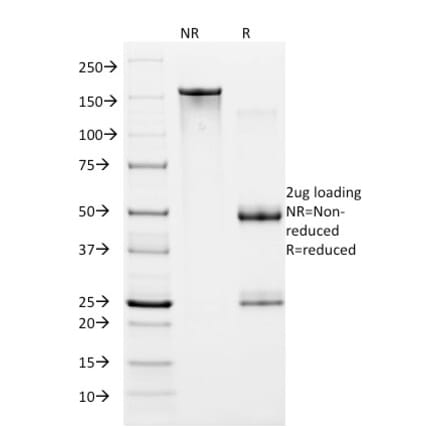 SDS-PAGE - Anti-HIF1 alpha Antibody [ESEE122] (A248827) - Antibodies.com