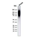 Western Blot - Anti-HIF1 alpha Antibody [Ha111a] (A248829) - Antibodies.com