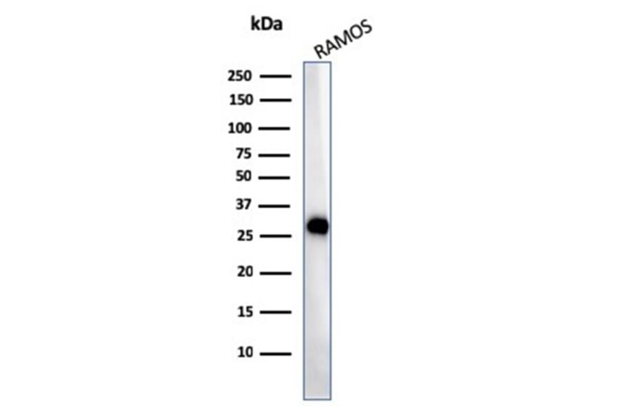 Western Blot - Anti-HLA DP + DQ + DR Antibody [CR3/43] (A248841) - Antibodies.com