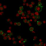Immunofluorescence - Anti-HLA DP Antibody [HLA-DPB1/2862R] (A248842) - Antibodies.com