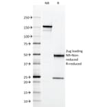 SDS-PAGE - Anti-HLA DQ Antibody [SPV-L3] (A248843) - Antibodies.com