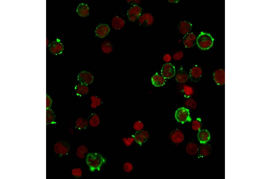 Immunofluorescence - Anti-HLA DQ Antibody [HLA-DQA1/2866R] (A248846) - Antibodies.com