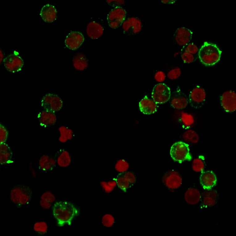 Immunofluorescence - Anti-HLA DQ Antibody [HLA-DQA1/2866R] (A248846) - Antibodies.com