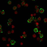 Immunofluorescence - Anti-HLA DQ Antibody [HLA-DQA1/2866R] (A248846) - Antibodies.com