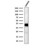 Western Blot - Anti-HLA DR Antibody [TAL 1B5] (A248850) - Antibodies.com