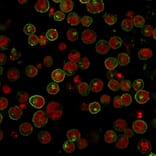 Immunofluorescence - Anti-HLA DRB Antibody [SPM289] (A252033) - Antibodies.com