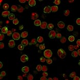 Immunofluorescence - Anti-HLA DRB Antibody [HLA-DRB/1067] (A248855) - Antibodies.com