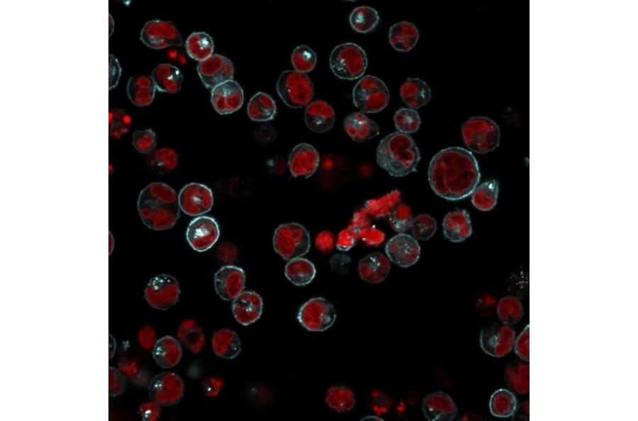 Immunofluorescence - Anti-HLA DRB Antibody [LN-3 + HLA-DRB/1067] (A252035) - Antibodies.com